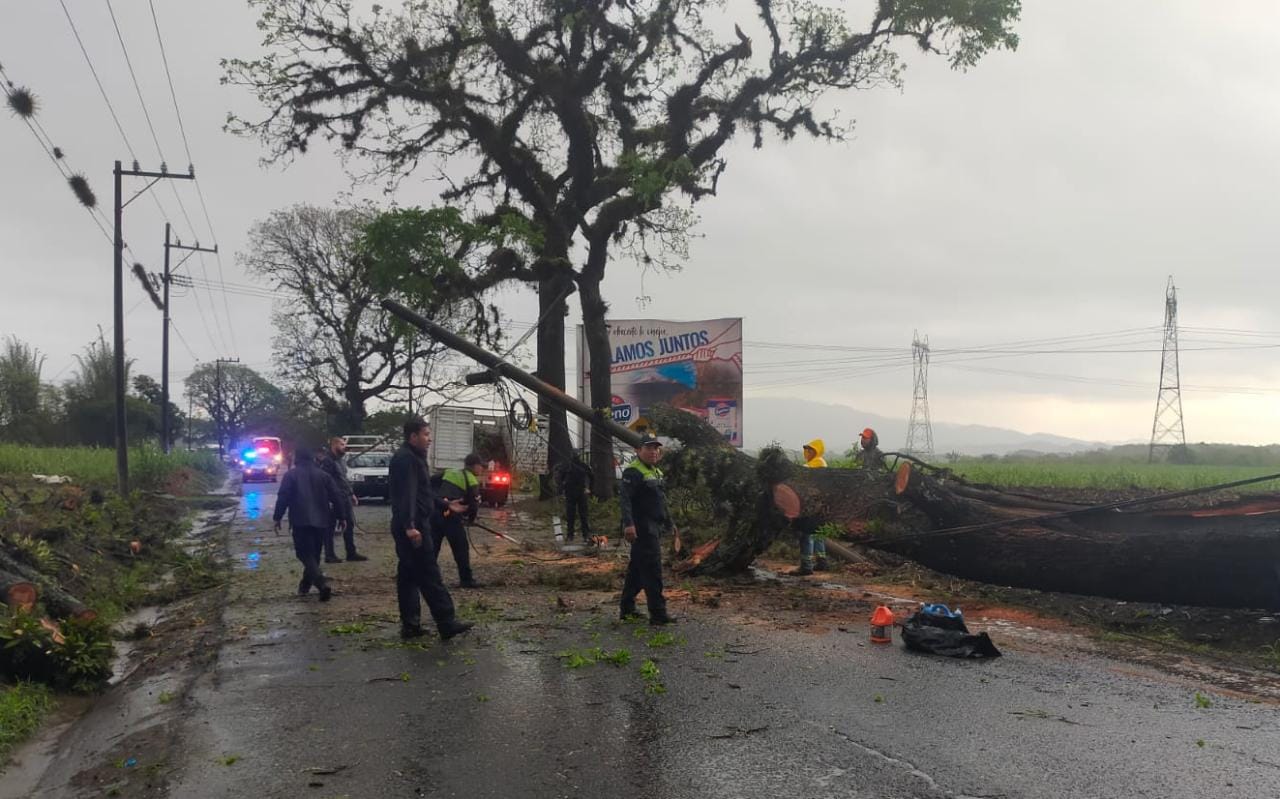 Liberan carretera 20 de Noviembre - San José de Tapia por caída de árbol